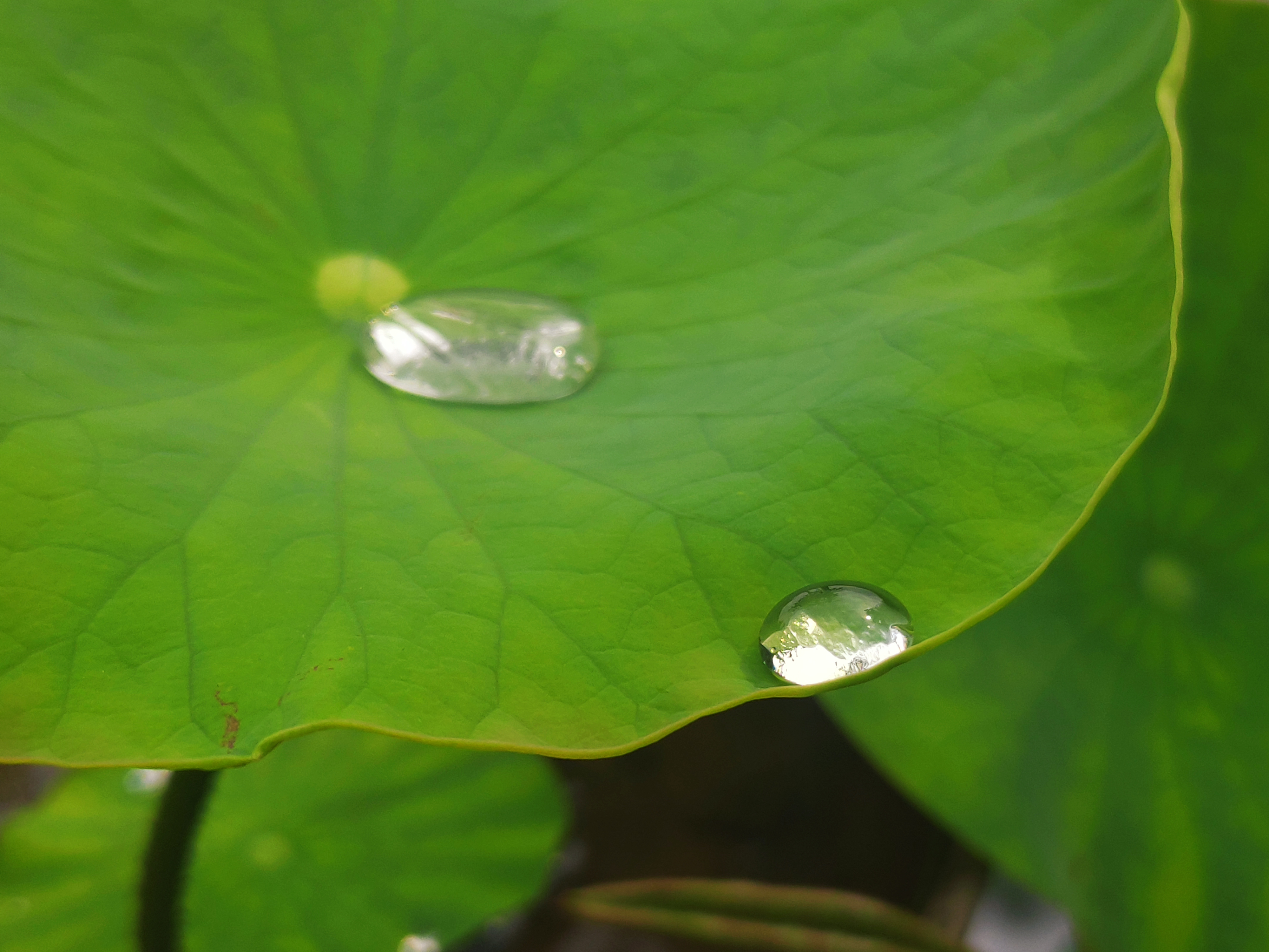 雨露