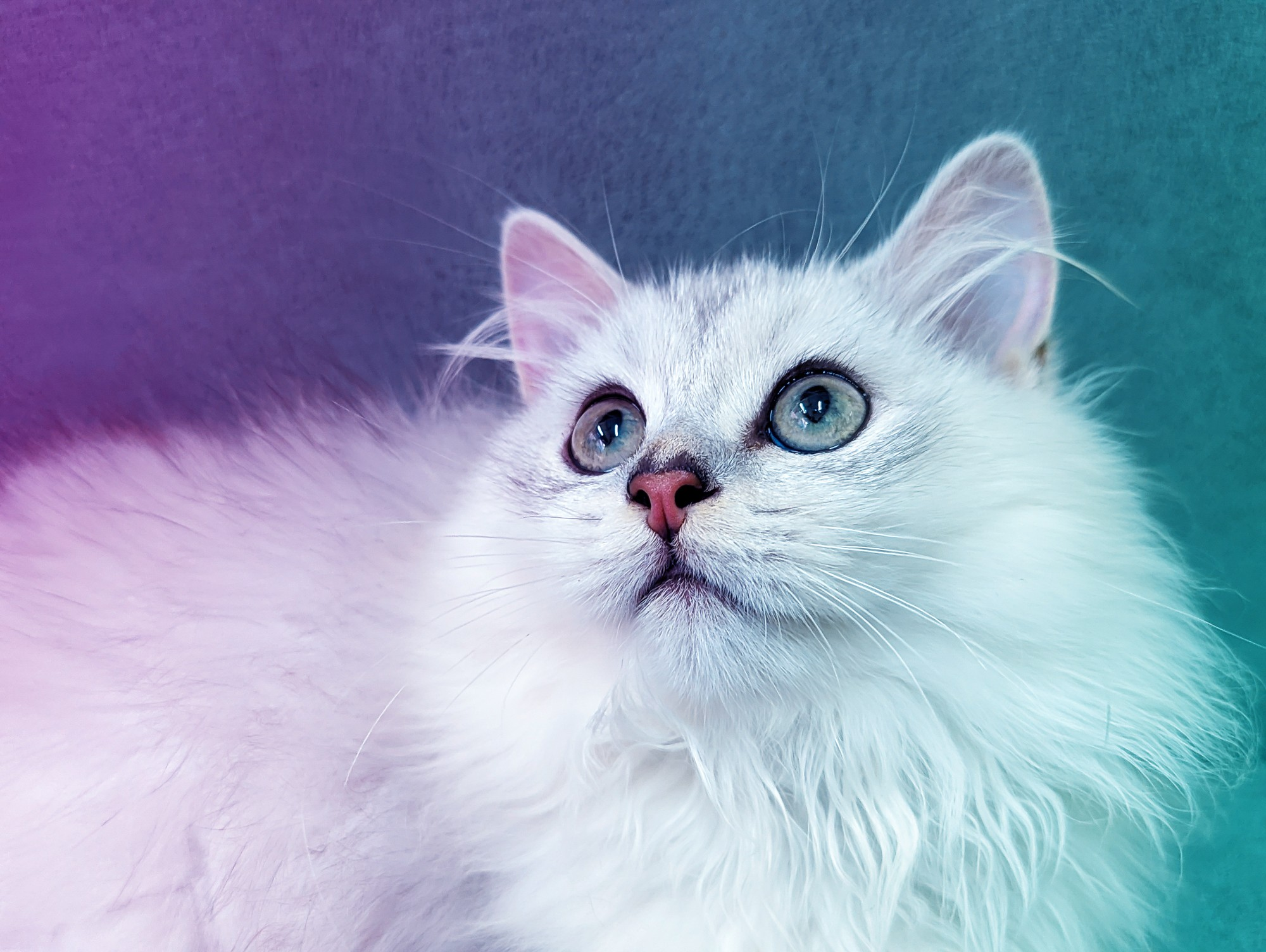 宠物猫 - 小米社区