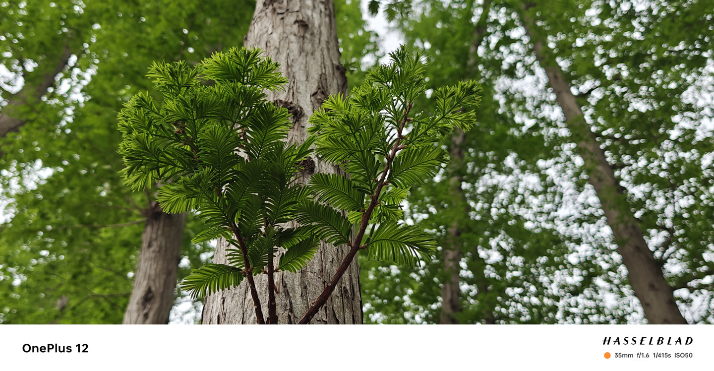 4000档拍照旗舰怎么选，一加12：我来拍你来看