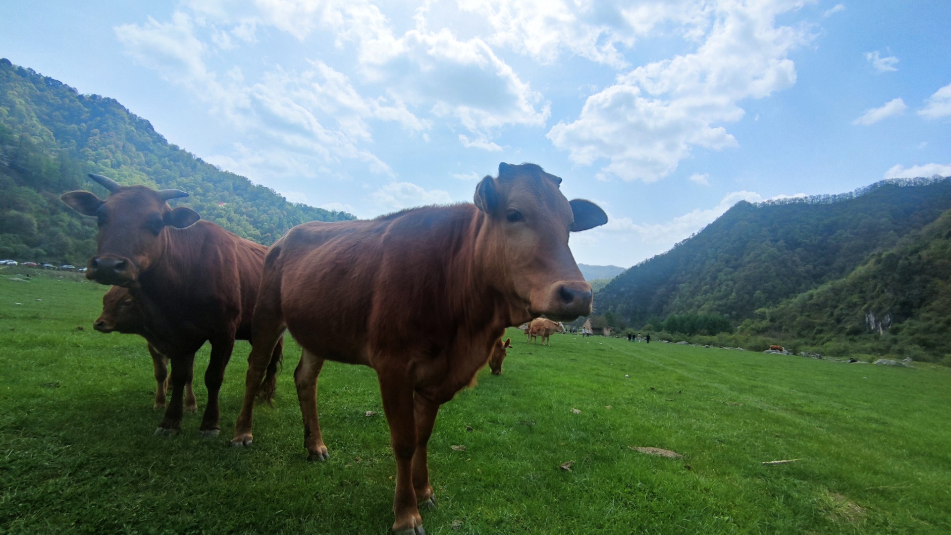 与牛同乐 - 小米社区