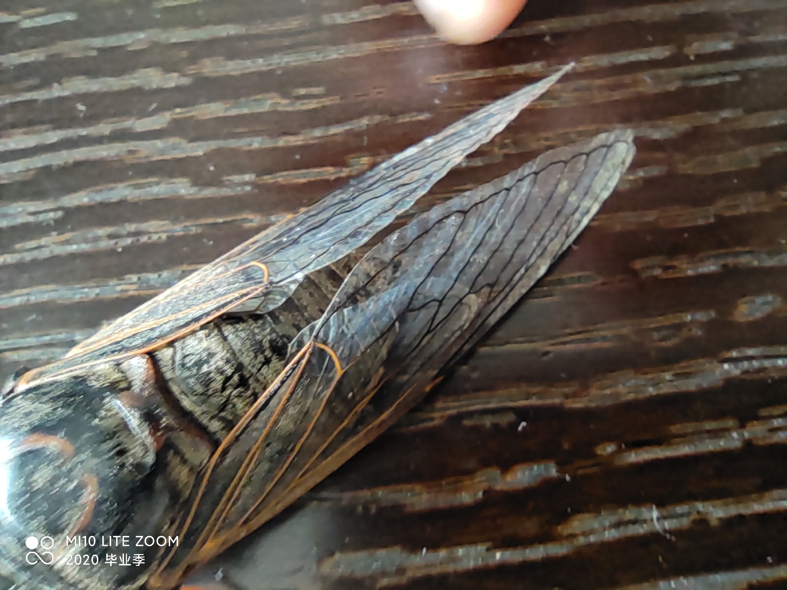 一只莫名飞进我家的金蝉拍摄机械:小米10青春版微距模式2020 08 04无