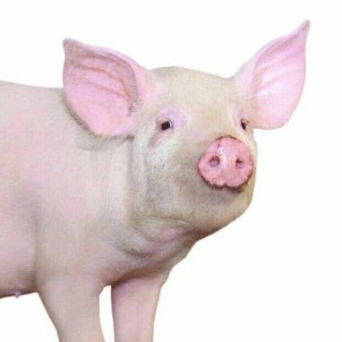 你们k30至尊纪念版打王者卡不卡啊我第一批买到的并