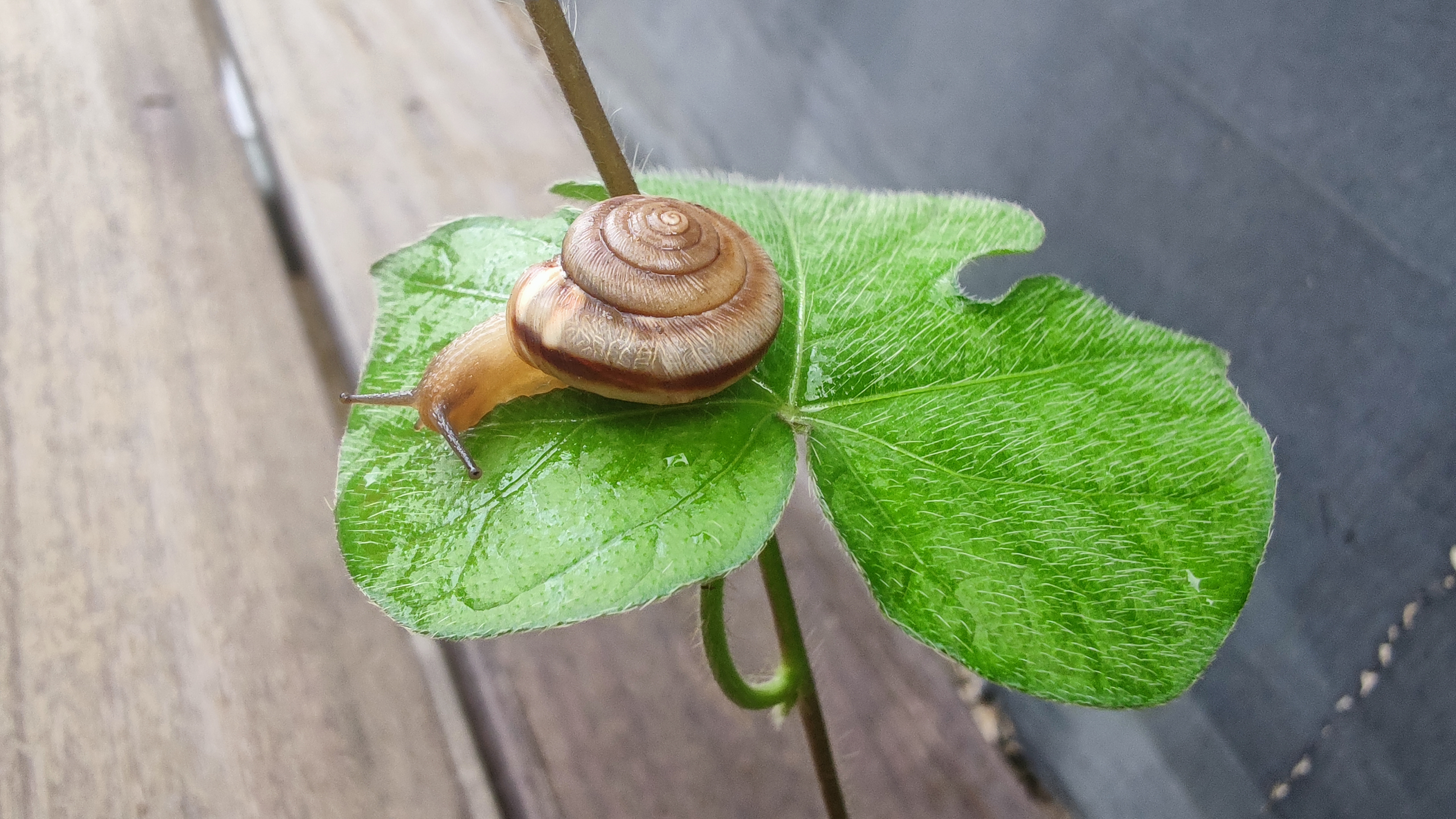 小米10pro微距模式2020/7/31 - 小米社区