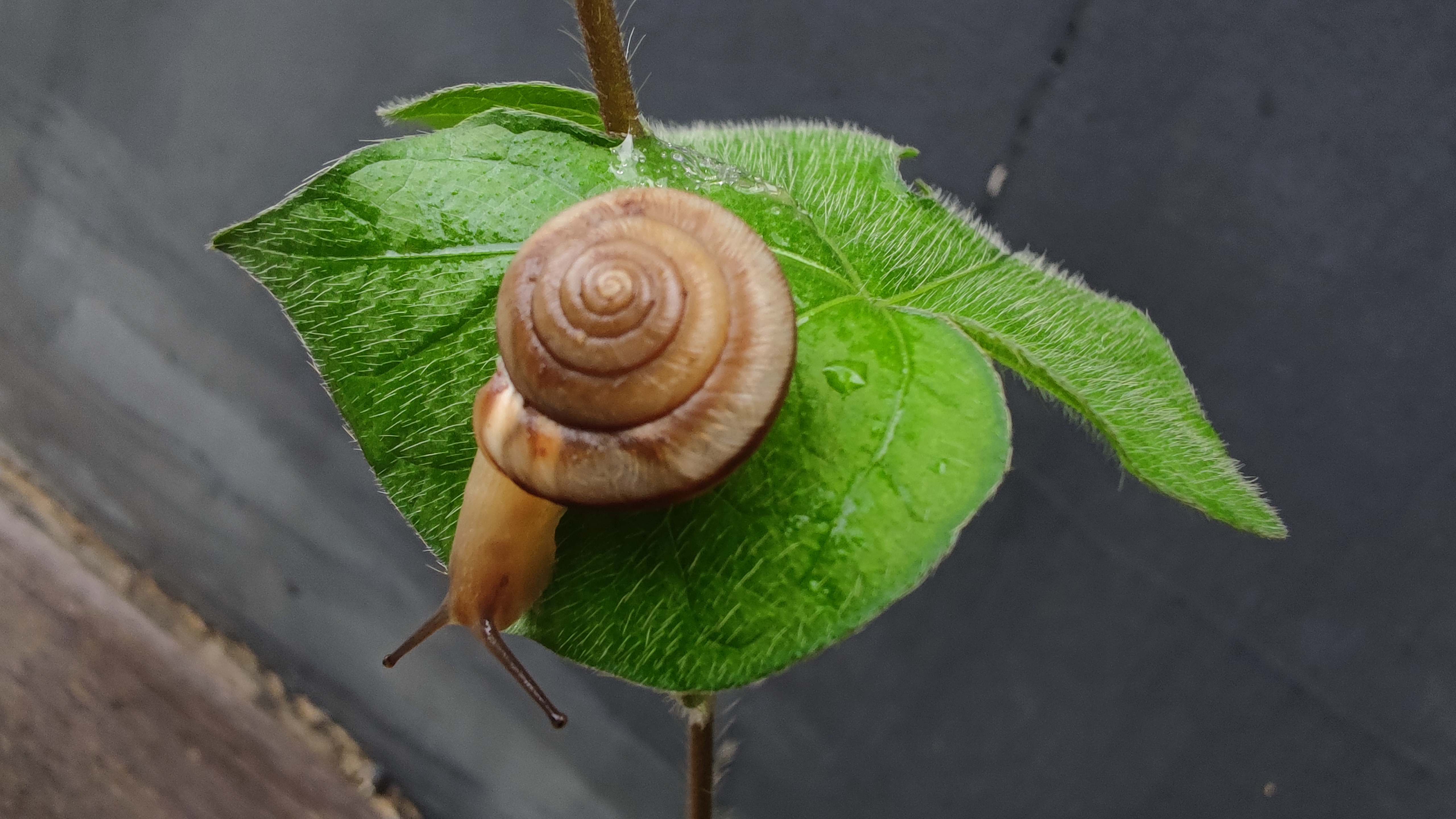 小米10pro微距模式2020/7/31 - 小米社区