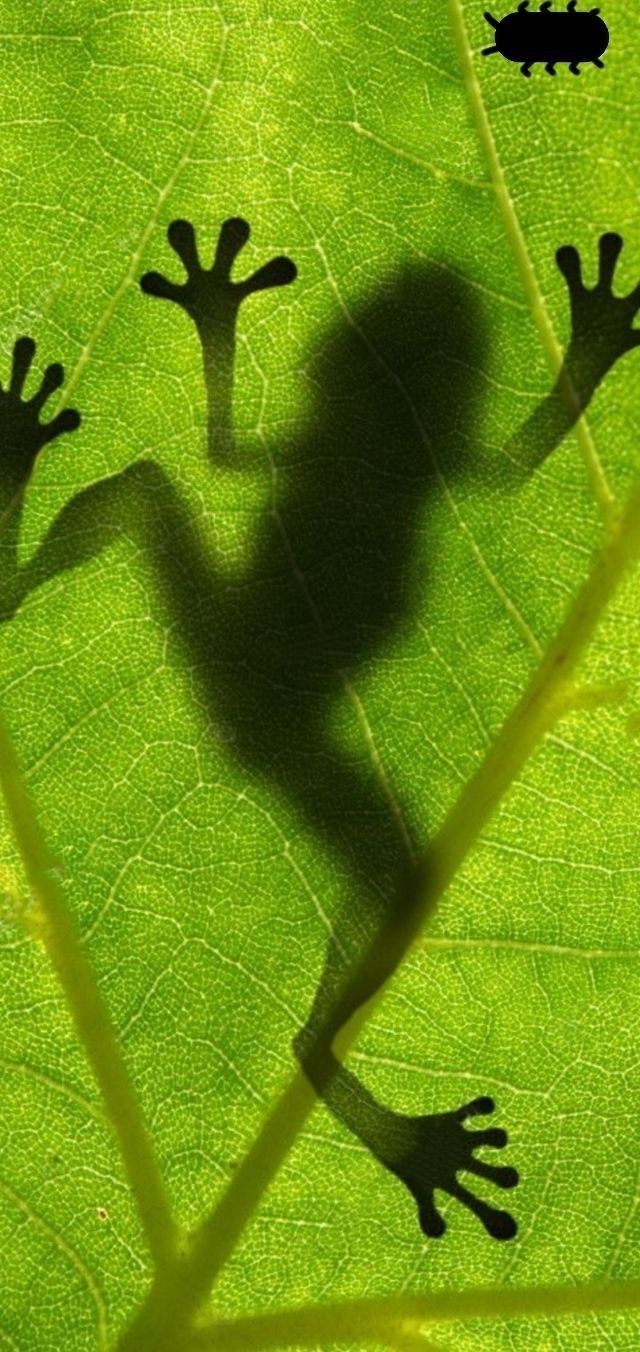 完美遮盖摄像头壁纸走一波拿图记得赞哦